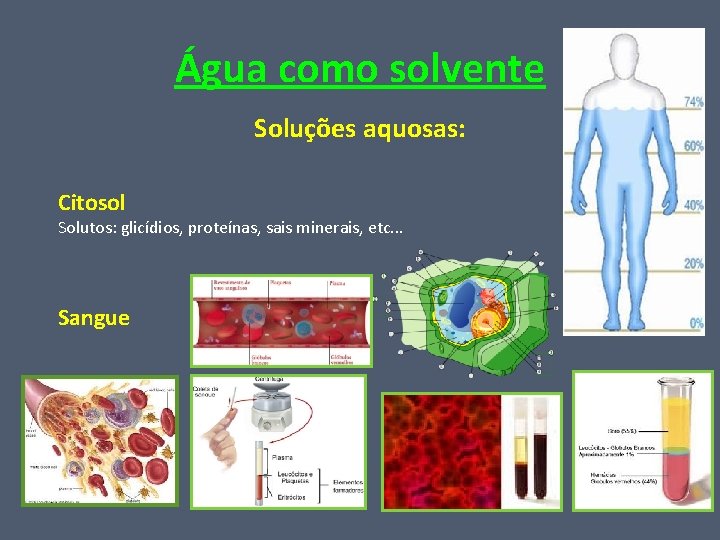 Água como solvente Soluções aquosas: Citosol Solutos: glicídios, proteínas, sais minerais, etc. . .