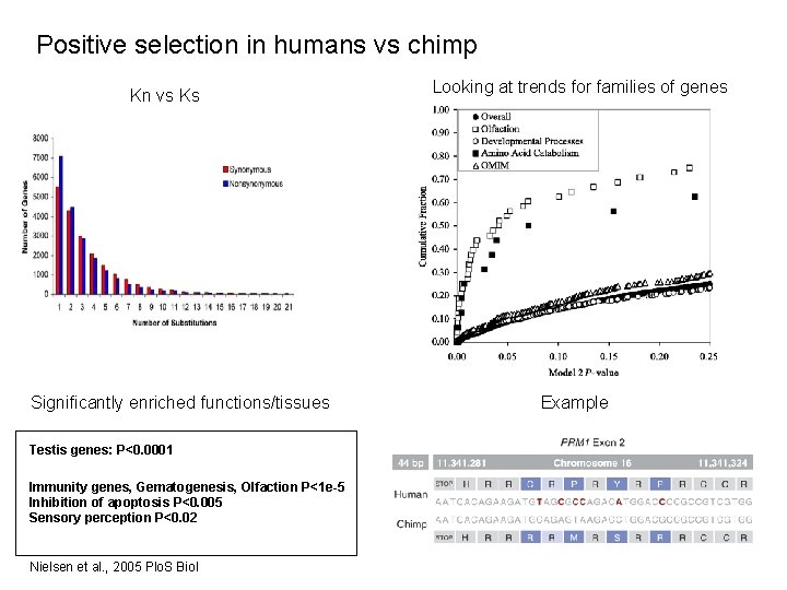 Positive selection in humans vs chimp Kn vs Ks Significantly enriched functions/tissues Testis genes: