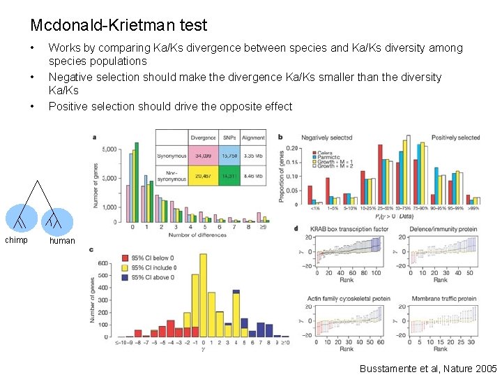 Mcdonald-Krietman test • • • chimp Works by comparing Ka/Ks divergence between species and