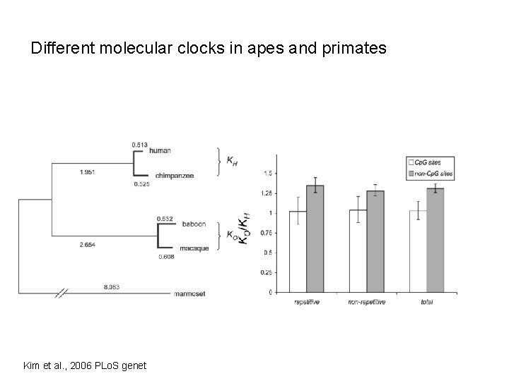 Different molecular clocks in apes and primates Kim et al. , 2006 PLo. S