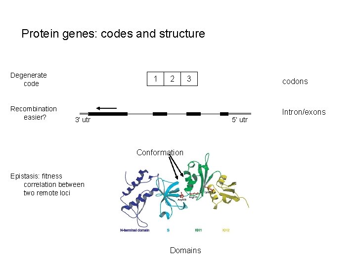 Protein genes: codes and structure Degenerate code Recombination easier? 1 2 3 3’ utr