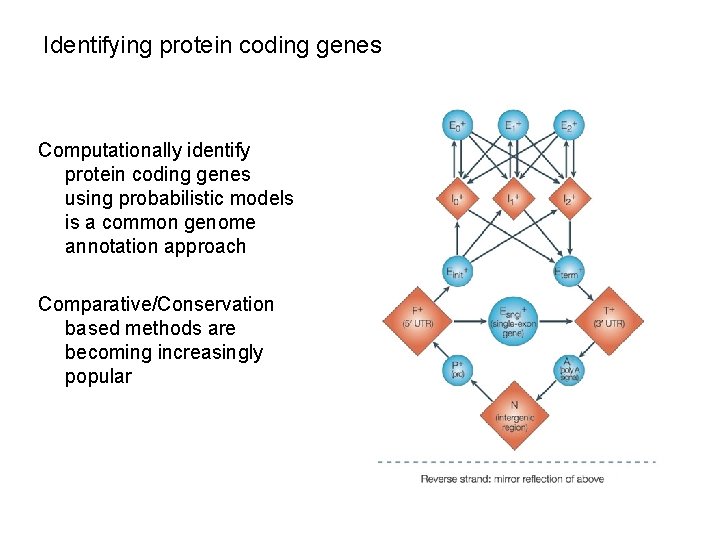 Identifying protein coding genes Computationally identify protein coding genes using probabilistic models is a