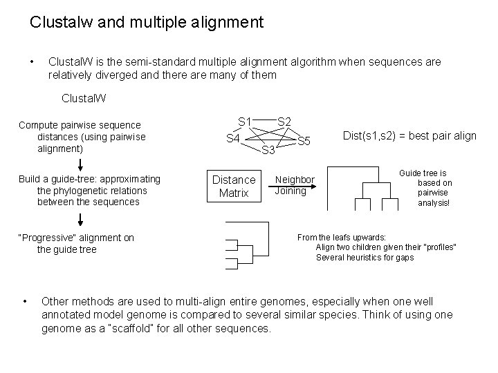 Clustalw and multiple alignment • Clustal. W is the semi-standard multiple alignment algorithm when