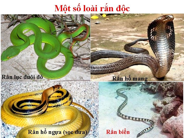 Một số loài rắn độc Rắn lục đuôi đỏ Rắn hổ ngựa (sọc dưa)