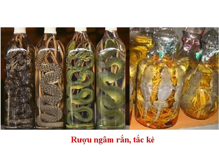 Rượu ngâm rắn, tắc kè 