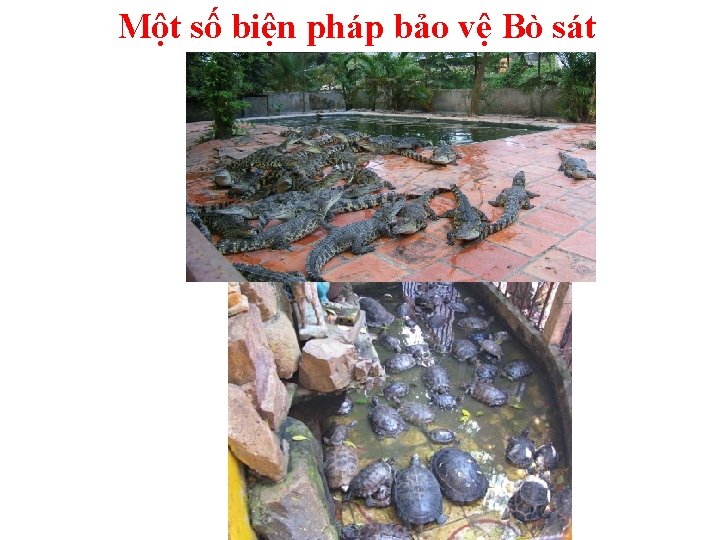 Một số biện pháp bảo vệ Bò sát 