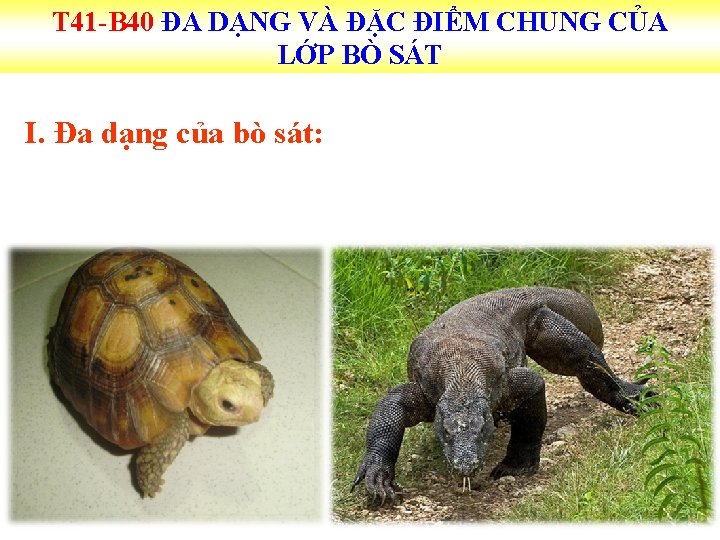 T 41 -B 40 ĐA DẠNG VÀ ĐẶC ĐIỂM CHUNG CỦA LỚP BÒ SÁT