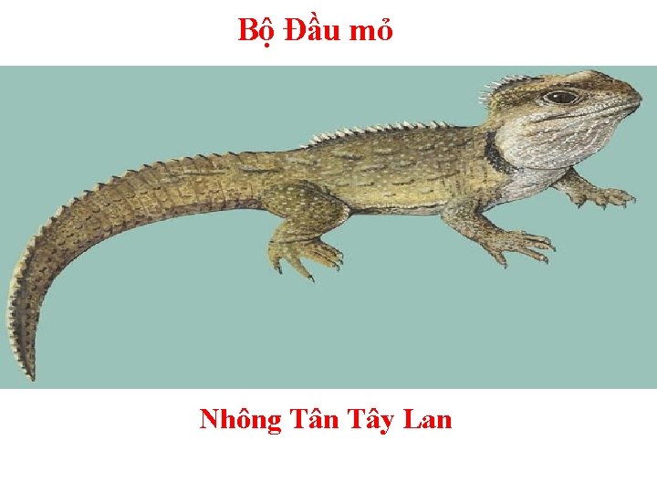 Bộ Đầu mỏ Nhông Tân Tây Lan 