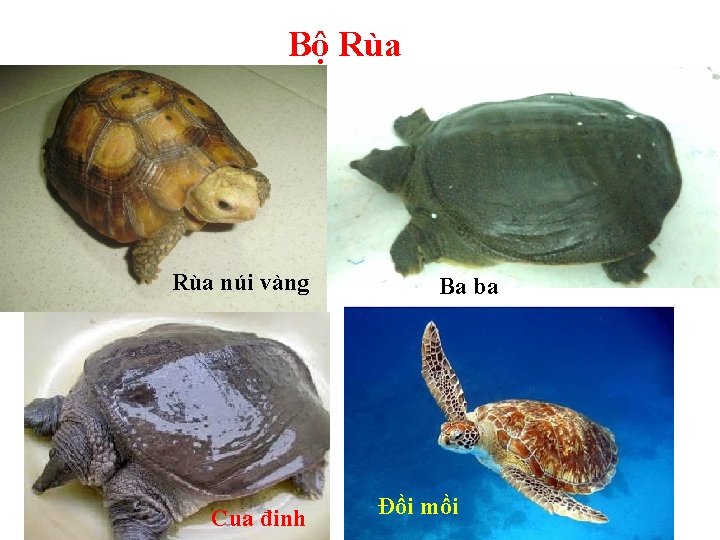 Bộ Rùa núi vàng Cua đinh Ba ba Đồi mồi 