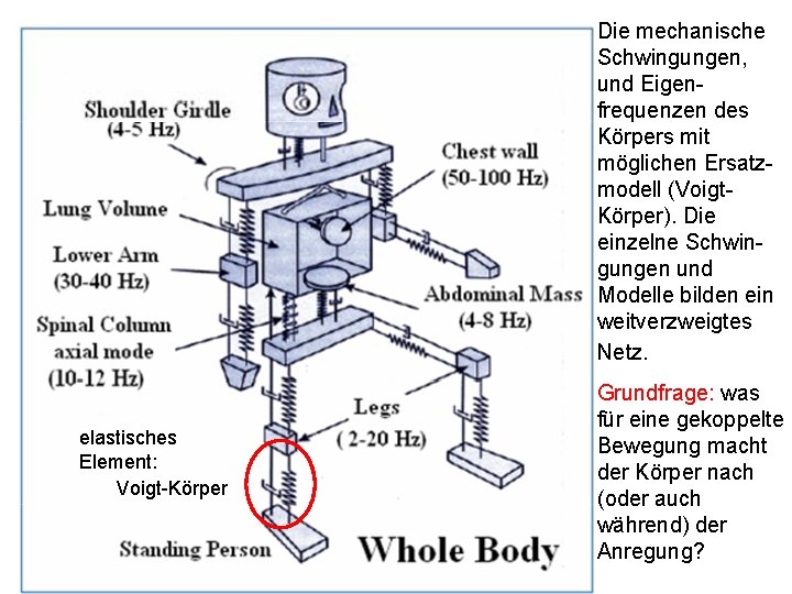 Die mechanische Schwingungen, und Eigenfrequenzen des Körpers mit möglichen Ersatzmodell (Voigt. Körper). Die einzelne