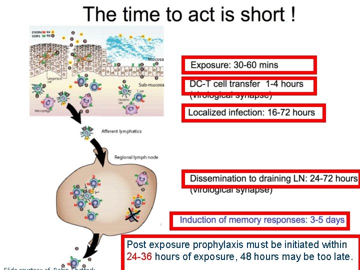 Post exposure prophylaxis must be initiated within 24 -36 hours of exposure, 48 hours