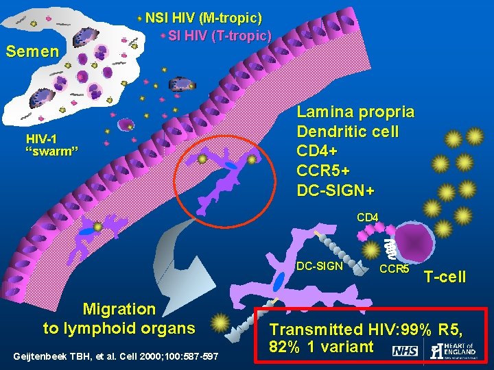 Semen NSI HIV (M-tropic) SI HIV (T-tropic) HIV-1 “swarm” Lamina propria Dendritic cell CD