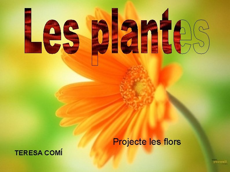 Projecte les flors TERESA COMÍ 