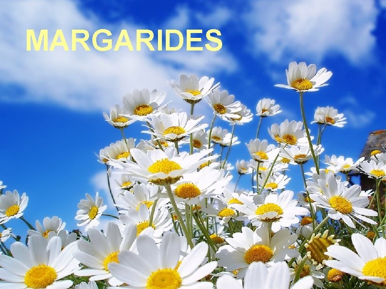 MARGARIDES 