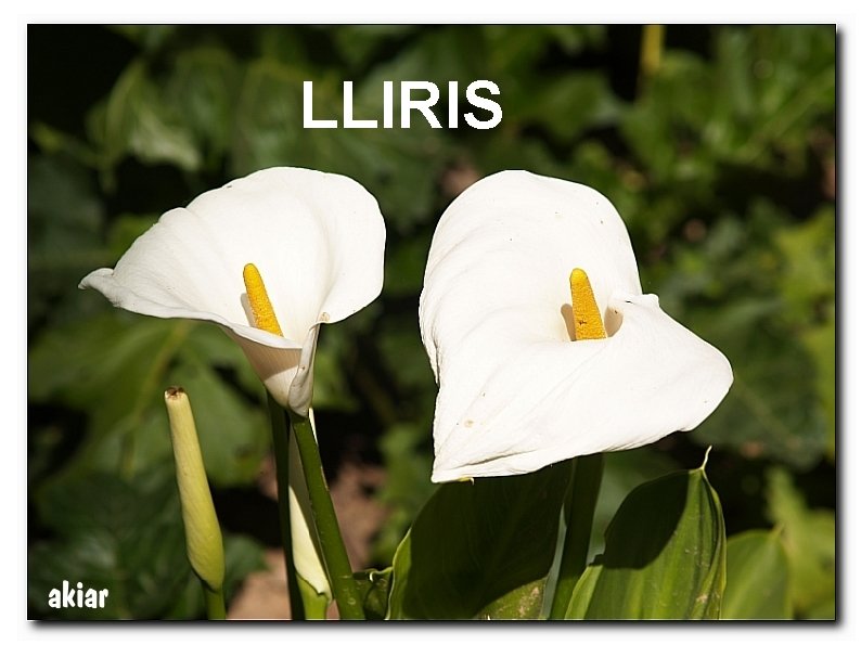 LLIRIS 