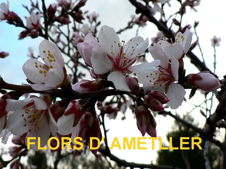 FLORS D' AMETLLER 