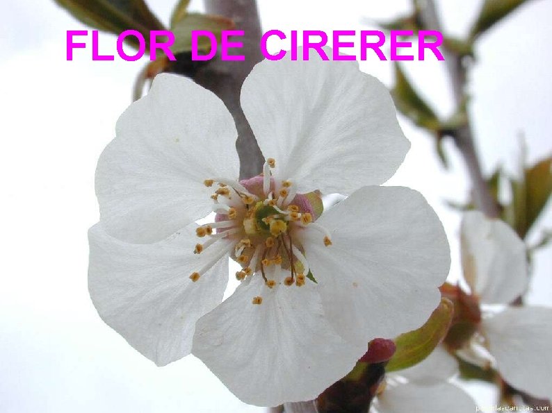 FLOR DE CIRERER 