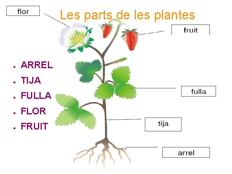 Les parts de les plantes ● ARREL ● TIJA ● FULLA ● FLOR ●