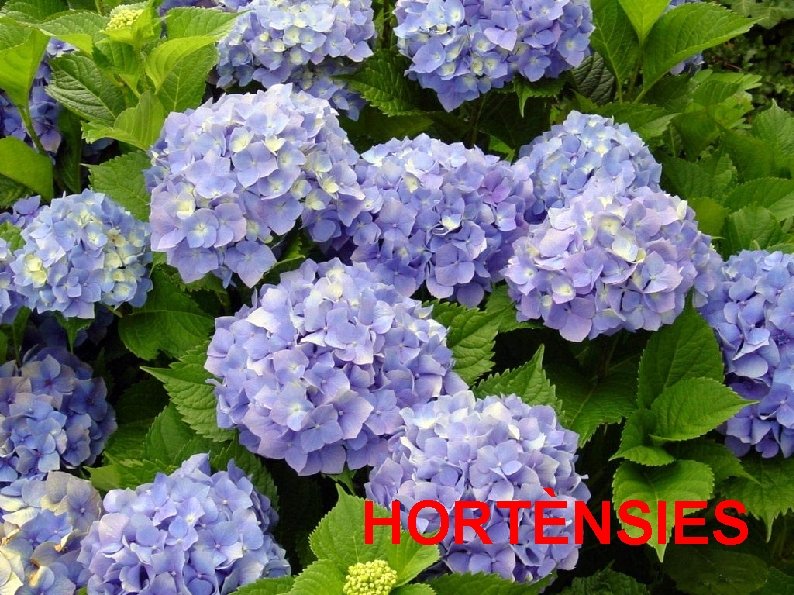 HORTÈNSIES 