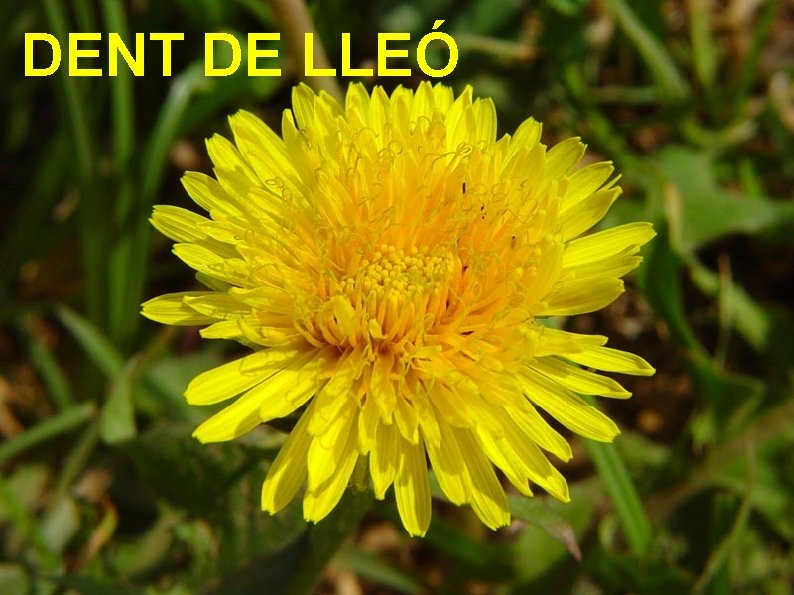 DENT DE LLEÓ 