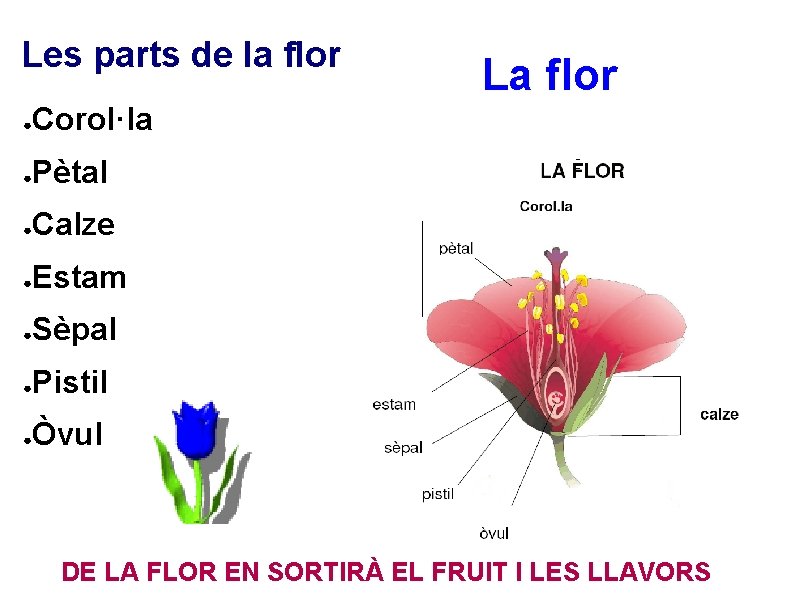 Les parts de la flor ● Corol·la ● Pètal ● Calze ● Estam ●