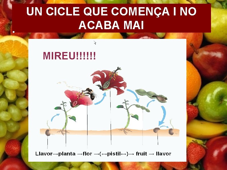 ● UN CICLE QUE COMENÇA I NO ACABA MAI MIREU!!!!!! 