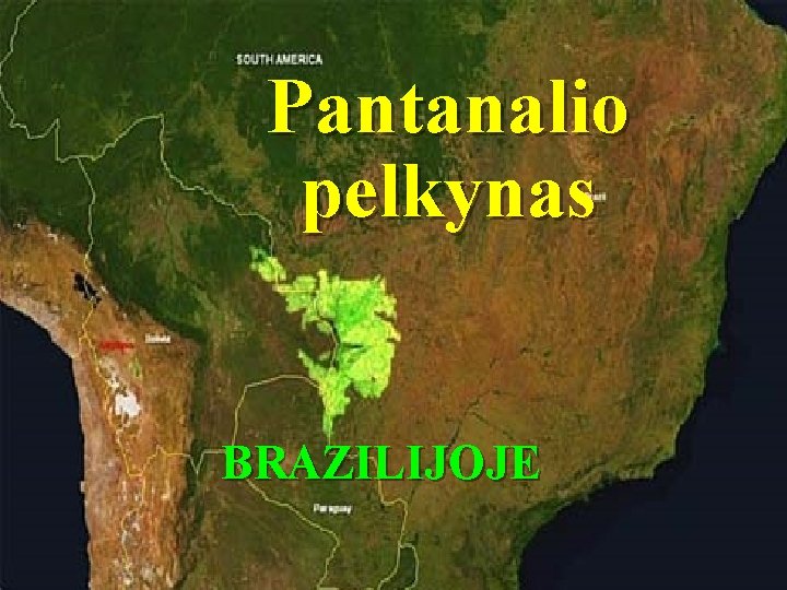 Pantanalio pelkynas BRAZILIJOJE 