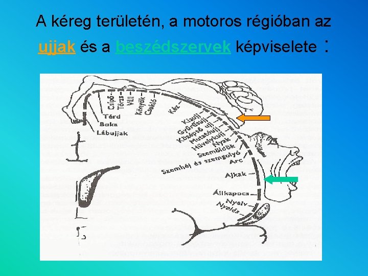 A kéreg területén, a motoros régióban az ujjak és a beszédszervek képviselete : 