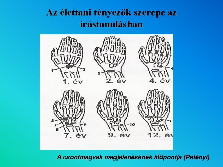 Az élettani tényezők szerepe az írástanulásban A csontmagvak megjelenésének időpontja (Petényi) 