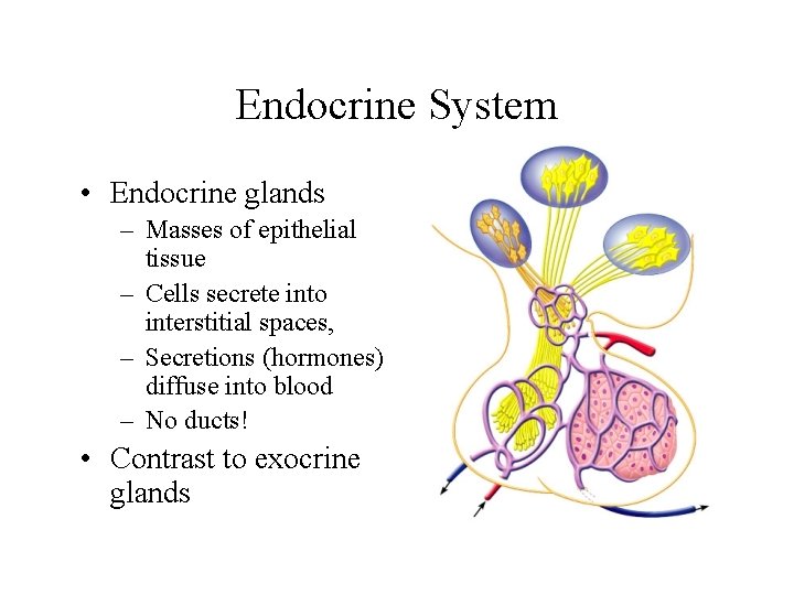 Endocrine System • Endocrine glands – Masses of epithelial tissue – Cells secrete into
