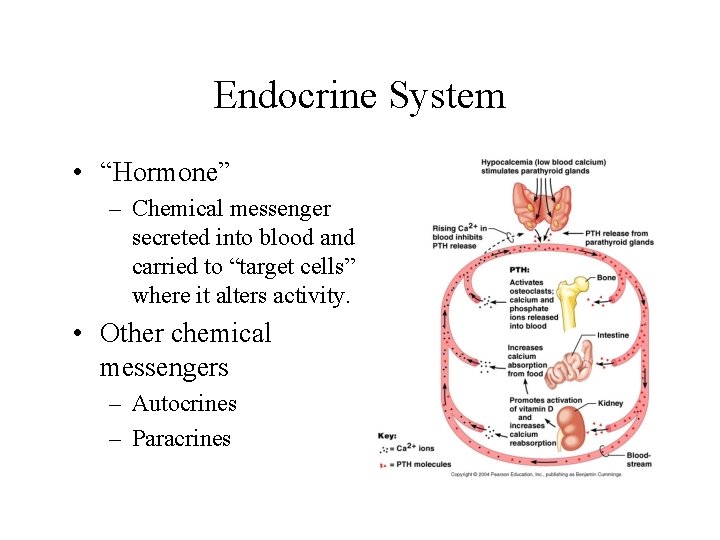 Endocrine System • “Hormone” – Chemical messenger secreted into blood and carried to “target