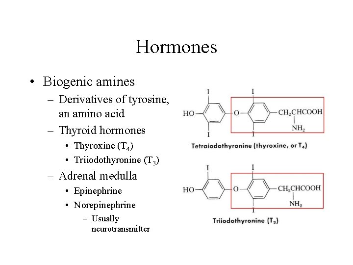 Hormones • Biogenic amines – Derivatives of tyrosine, an amino acid – Thyroid hormones
