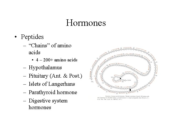 Hormones • Peptides – “Chains” of amino acids • 4 – 200+ amino acids