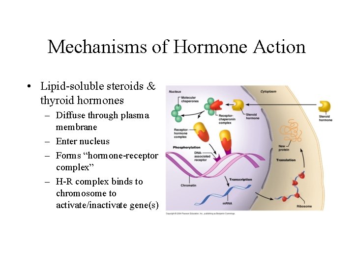 Mechanisms of Hormone Action • Lipid-soluble steroids & thyroid hormones – Diffuse through plasma