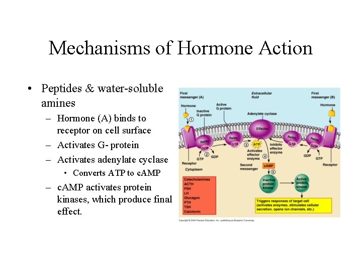 Mechanisms of Hormone Action • Peptides & water-soluble amines – Hormone (A) binds to
