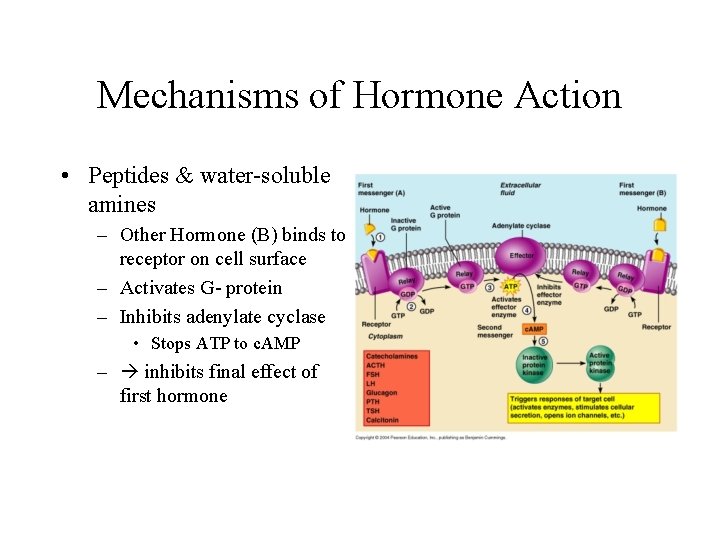 Mechanisms of Hormone Action • Peptides & water-soluble amines – Other Hormone (B) binds