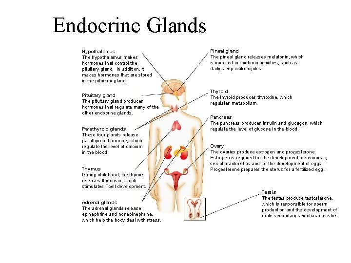 Endocrine Glands Section 39 -1 Hypothalamus The hypothalamus makes hormones that control the pituitary