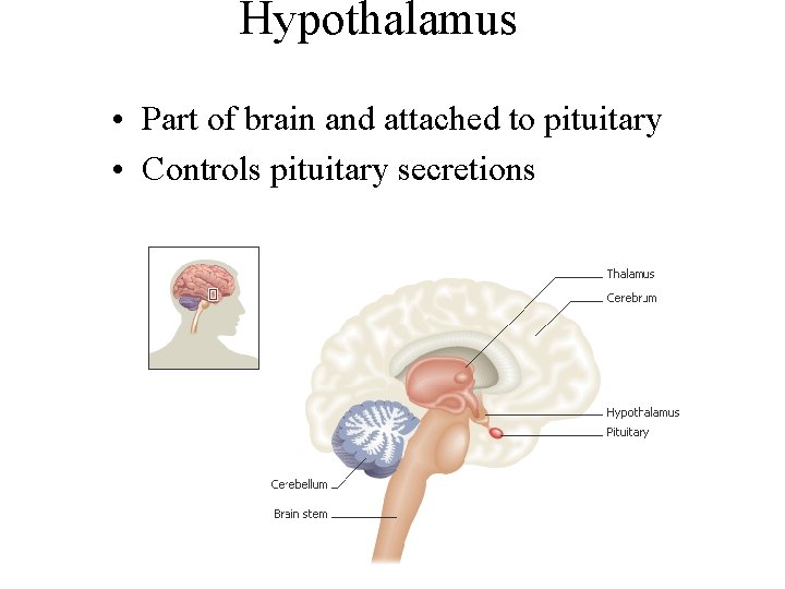 Hypothalamus • Part of brain and attached to pituitary • Controls pituitary secretions 