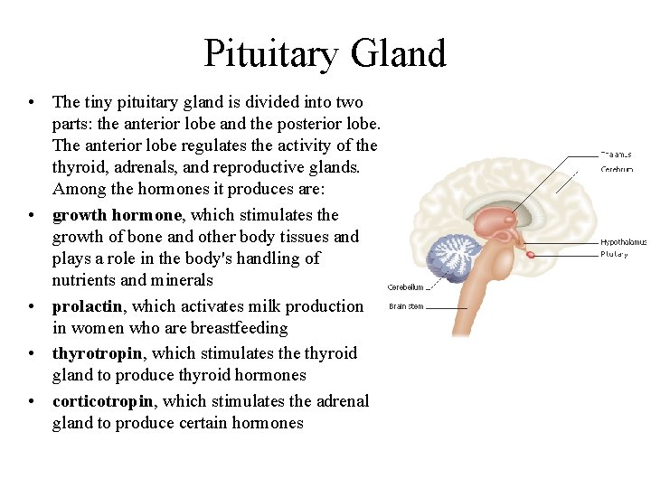 Pituitary Gland • The tiny pituitary gland is divided into two parts: the anterior