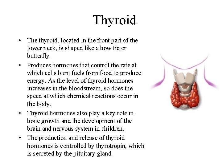 Thyroid • The thyroid, located in the front part of the lower neck, is
