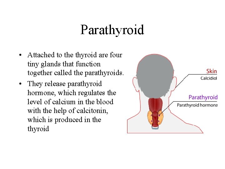 Parathyroid • Attached to the thyroid are four tiny glands that function together called