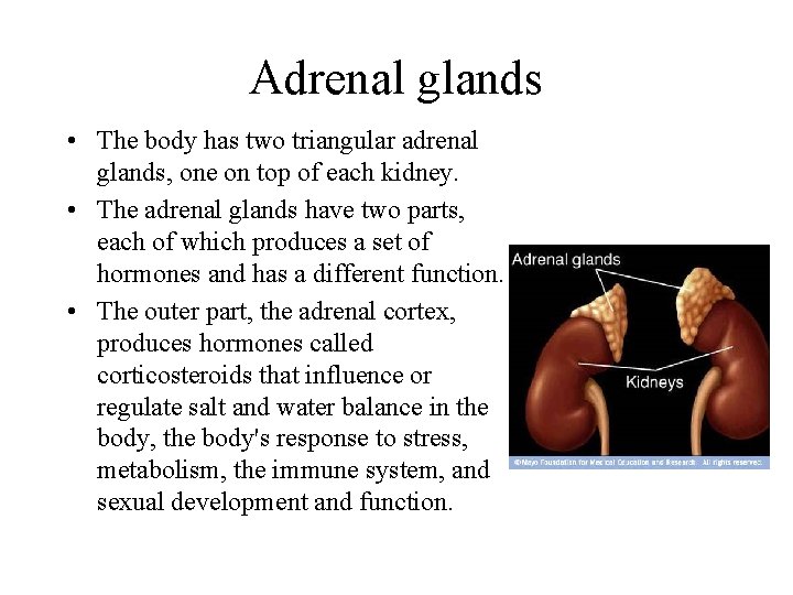 Adrenal glands • The body has two triangular adrenal glands, one on top of