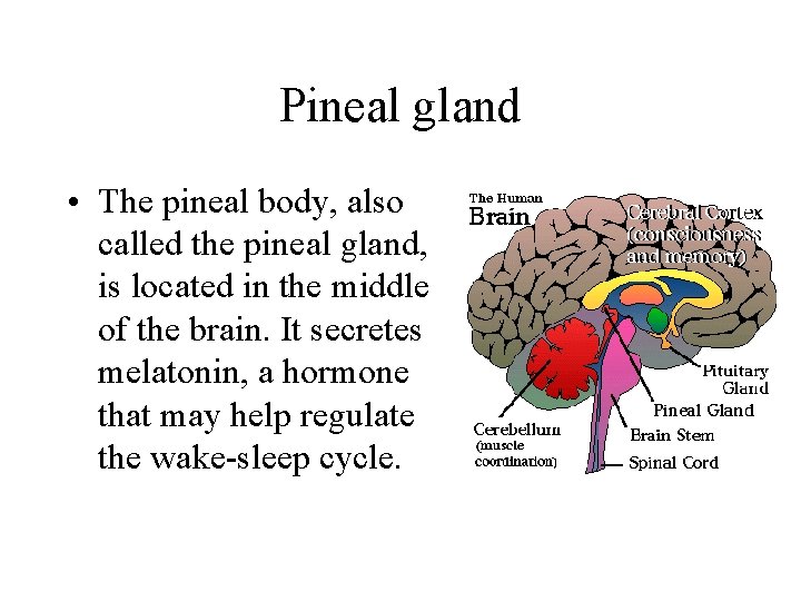 Pineal gland • The pineal body, also called the pineal gland, is located in