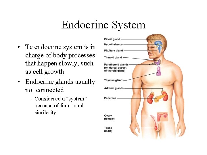 Endocrine System • Te endocrine system is in charge of body processes that happen