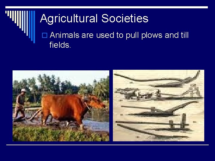 Agricultural Societies o Animals are used to pull plows and till fields. 