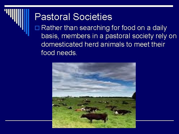 Pastoral Societies o Rather than searching for food on a daily basis, members in