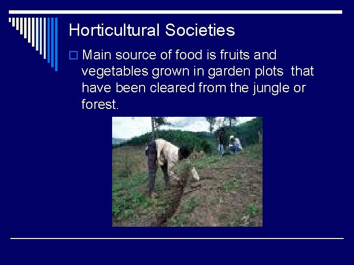 Horticultural Societies o Main source of food is fruits and vegetables grown in garden