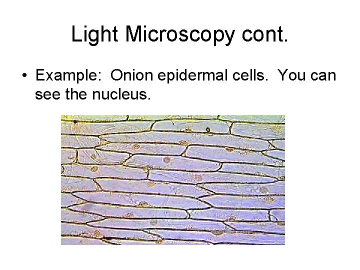Light Microscopy cont. • Example: Onion epidermal cells. You can see the nucleus. 