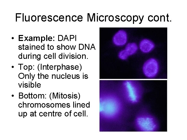 Fluorescence Microscopy cont. • Example: DAPI stained to show DNA during cell division. •