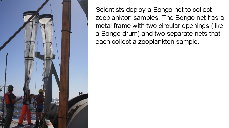 Scientists deploy a Bongo net to collect zooplankton samples. The Bongo net has a